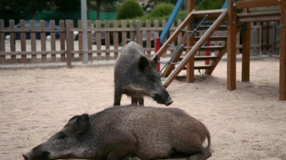 jabalis en la ciudad en un parque