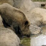 Jabali bebiendo agua de un rio