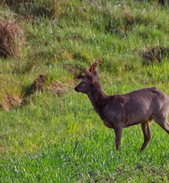 Corzo macho en medio de un prado