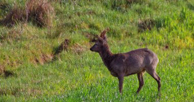 Corzo macho en medio de un prado